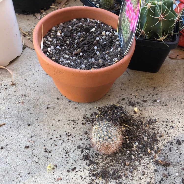plant image 962194