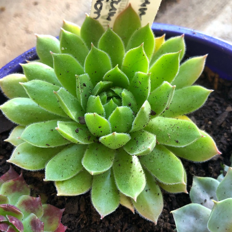 plant image 964743