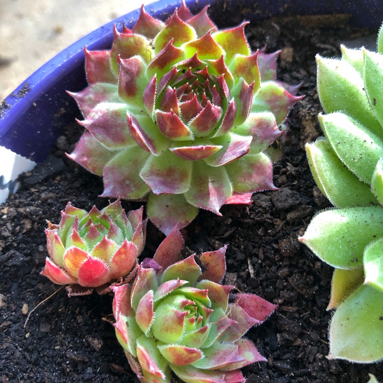 plant image 964744