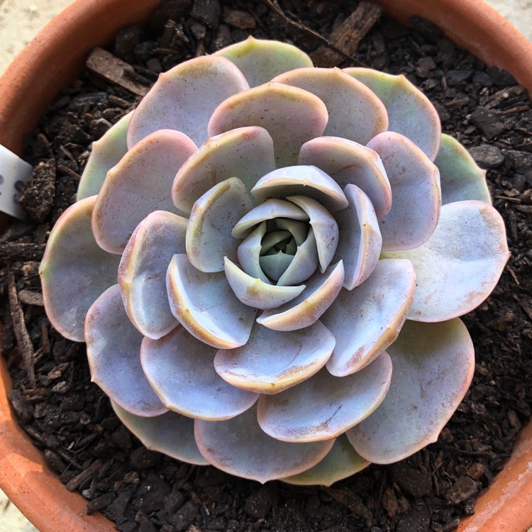 Plant image Echeveria Blue Surprise