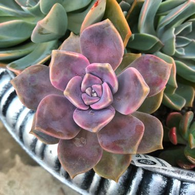 Graptopetalum Purple Delight syn. Graptopetalum Snow White