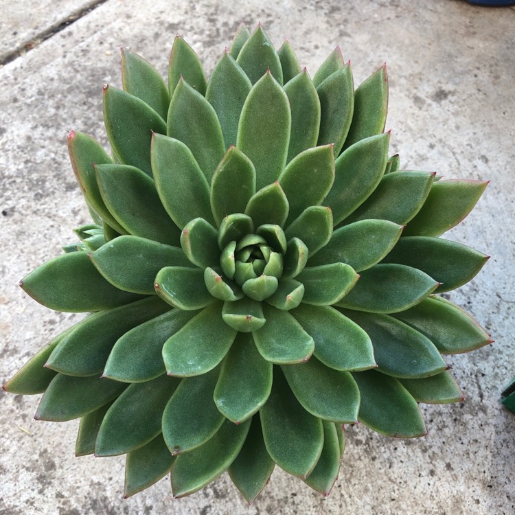 plant image 997273
