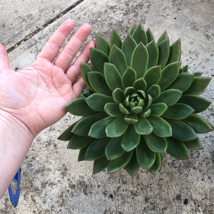 Plant image Echeveria Agavoides Pioneer