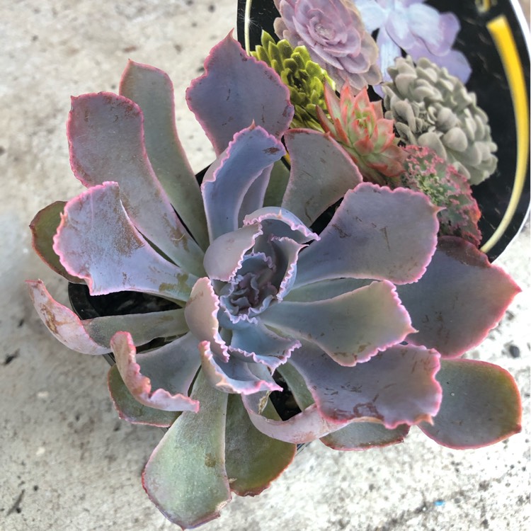 plant image 997416