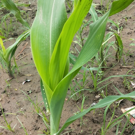 Plant image Zea mays 'Golden Bantam'