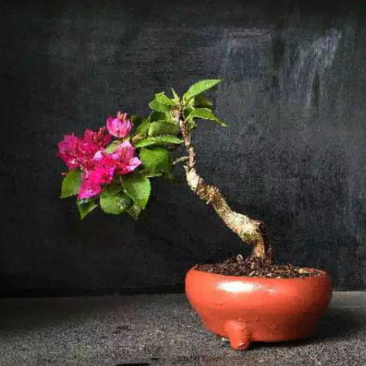 plant image 1193600