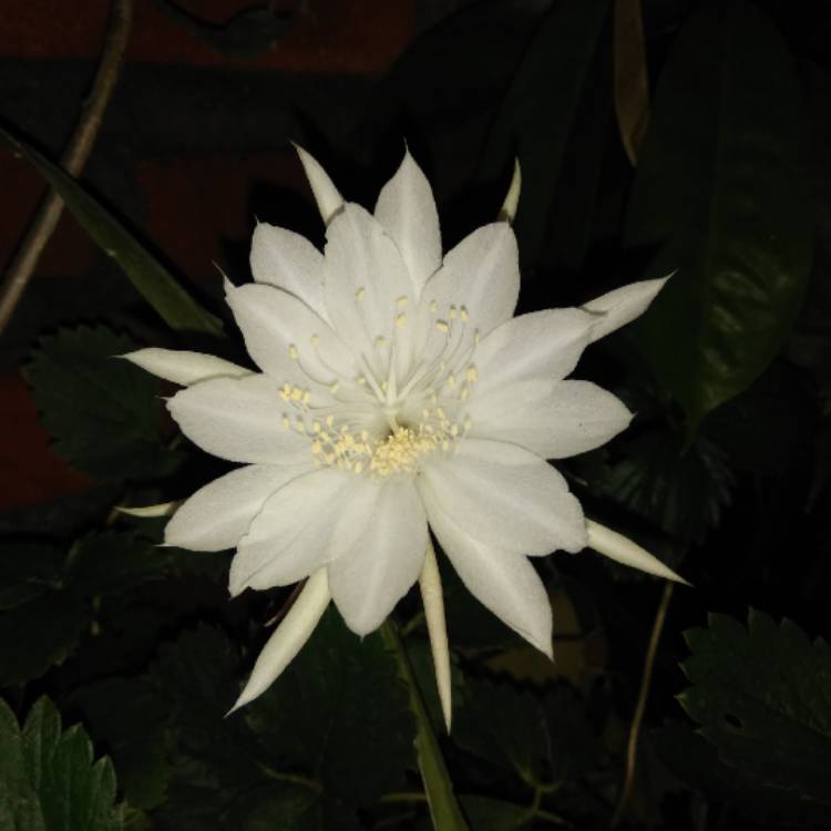 plant image 1196219