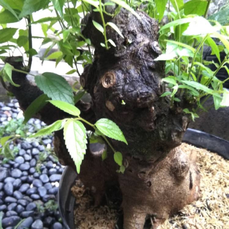 plant image 1202287