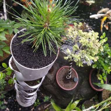 Pinus Thunbergil