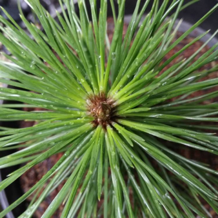 plant image 1226511 plant image 1226511