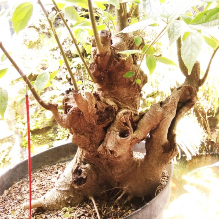 plant image 1236730