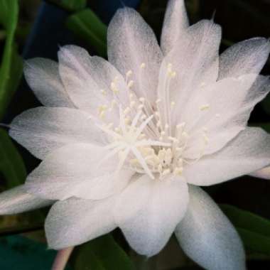 Epiphyllum oxypetalum