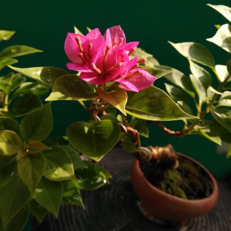 plant image 1250482