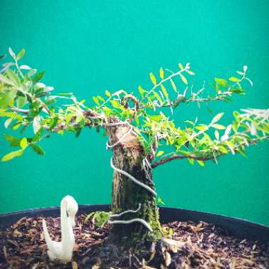Phyllanthus Myrtifolius