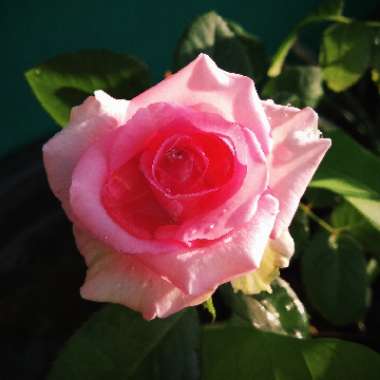 Rosa 'Queen Elizabeth'