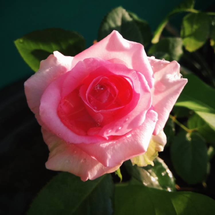 Plant image Rosa 'Queen Elizabeth'