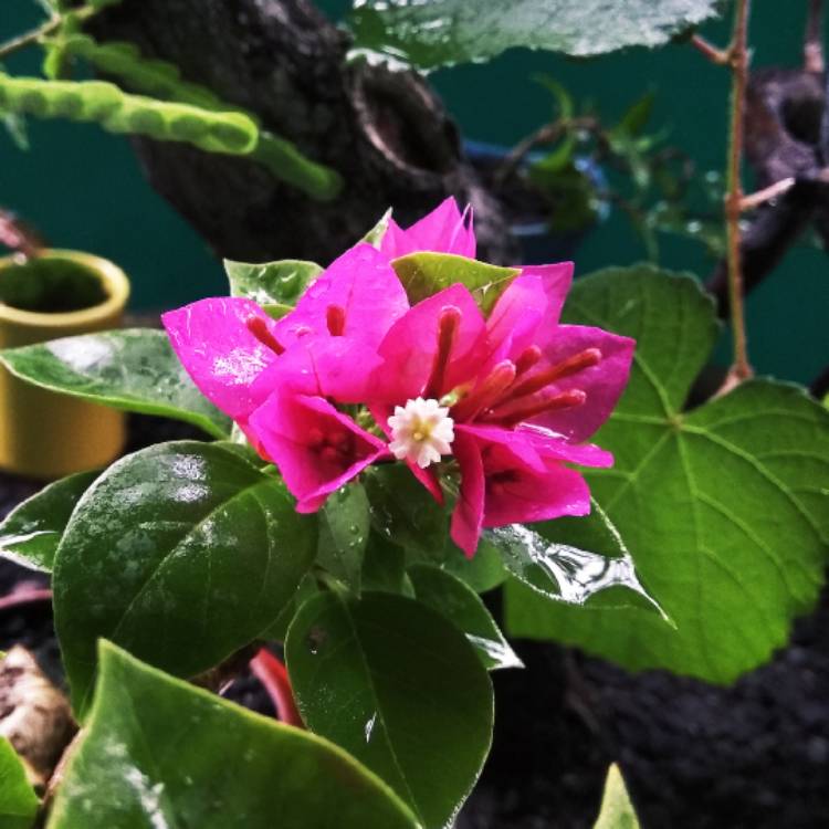 plant image 1293084