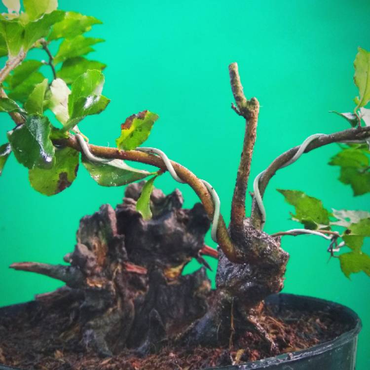 plant image 1305524