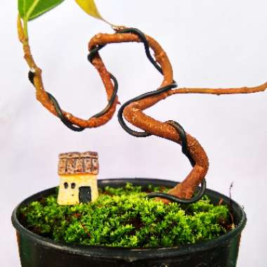 Ficus racemosa


