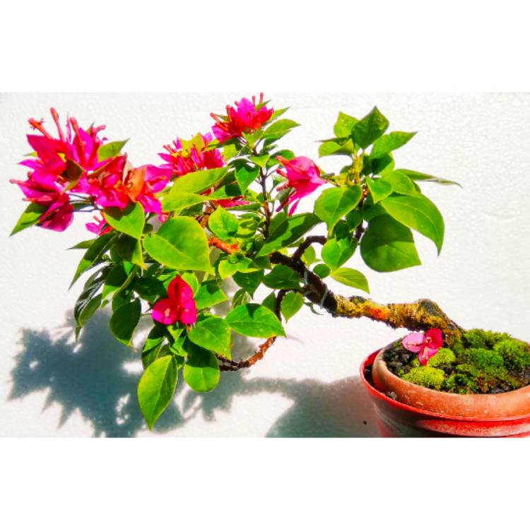 plant image 1314893