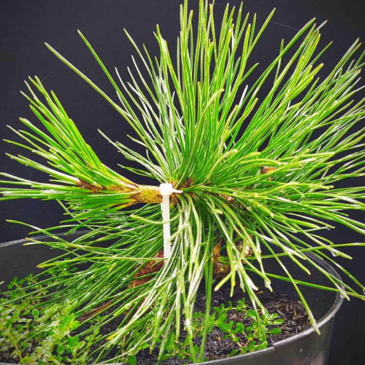 plant image 1427367 plant image 1427367
