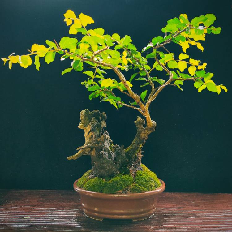 plant image 1427394