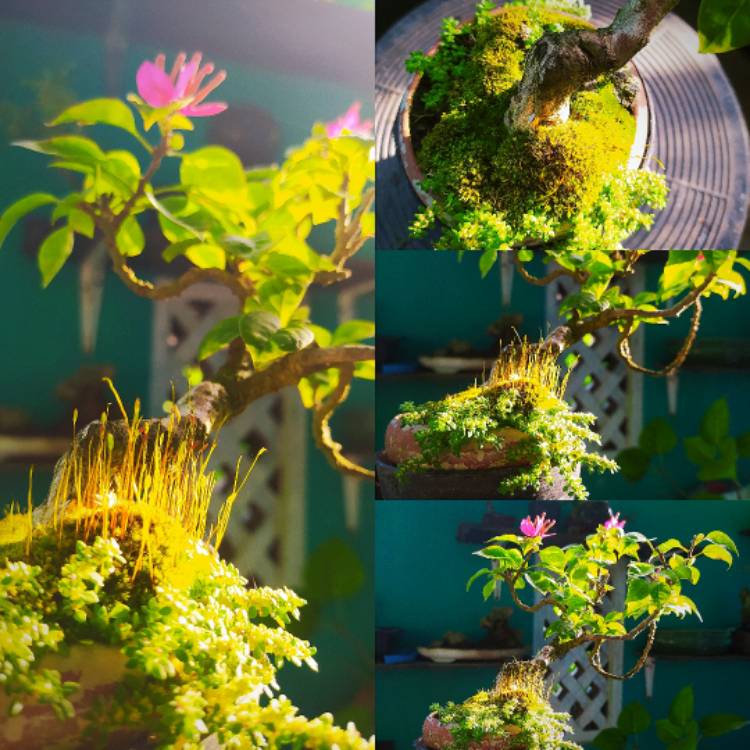 plant image 1455545