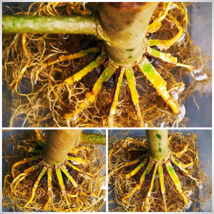 plant image 1477258