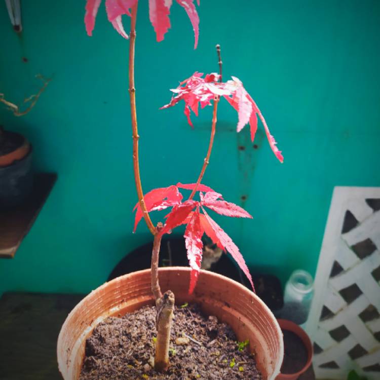 plant image 1493947