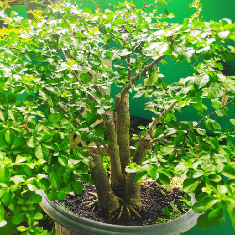plant image 1494769 plant image 1494769