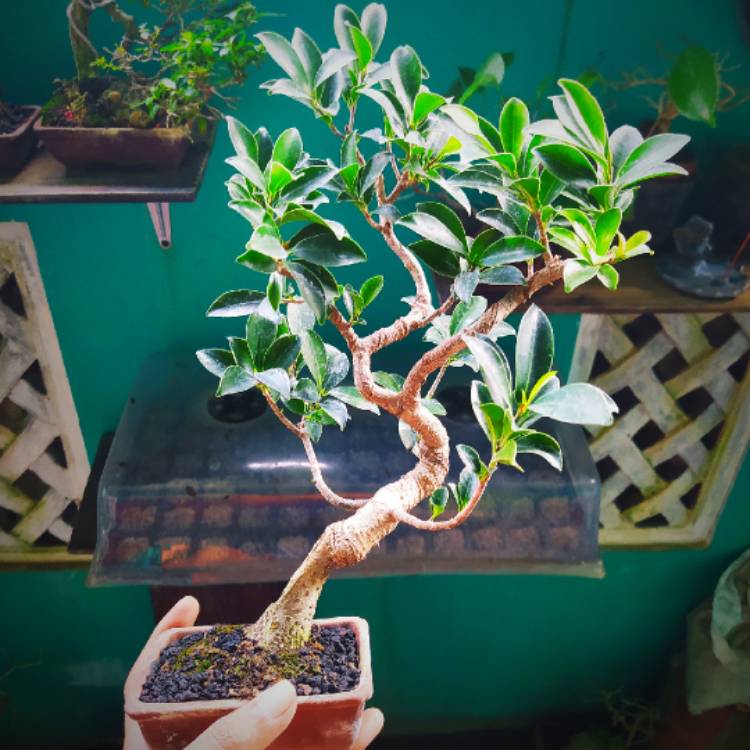 plant image 1542116
