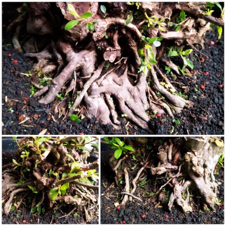 Plant image Rhododendron indicum