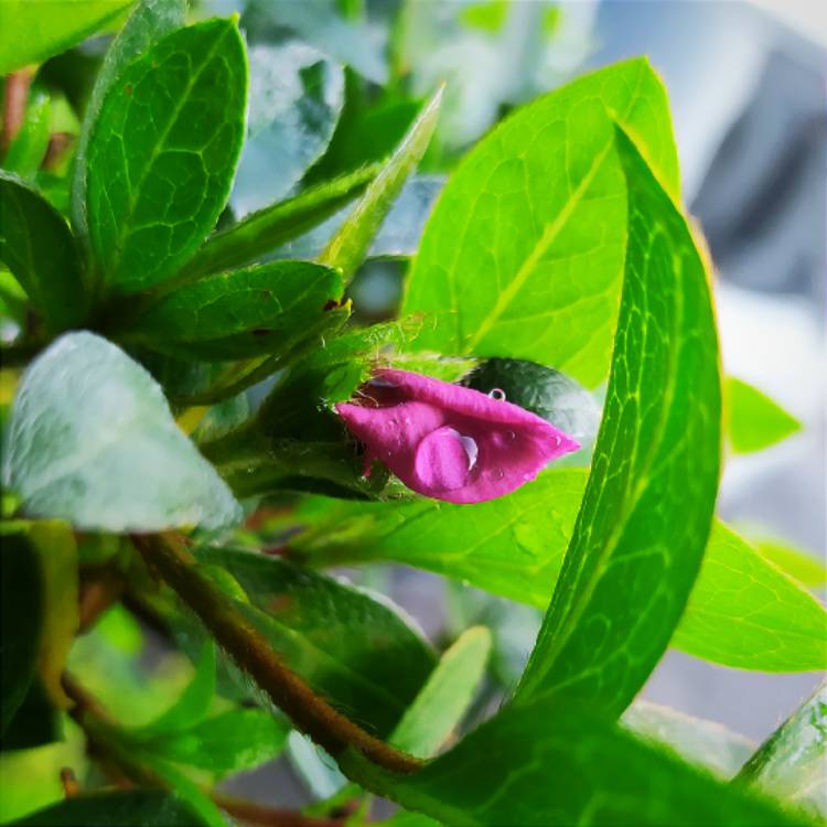 plant image 1602701