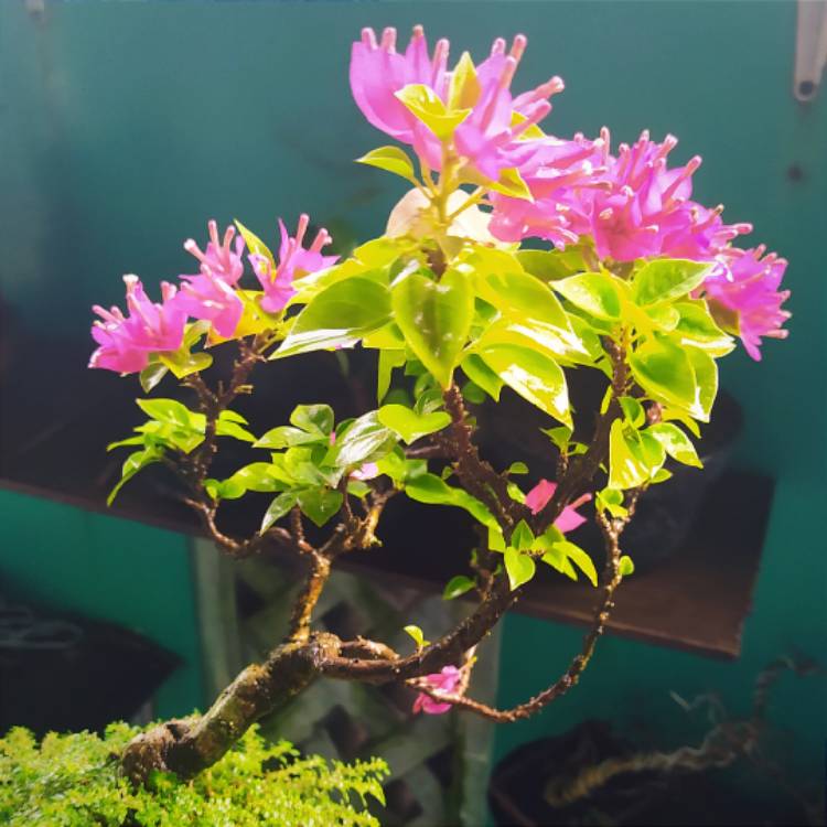 plant image 1610504