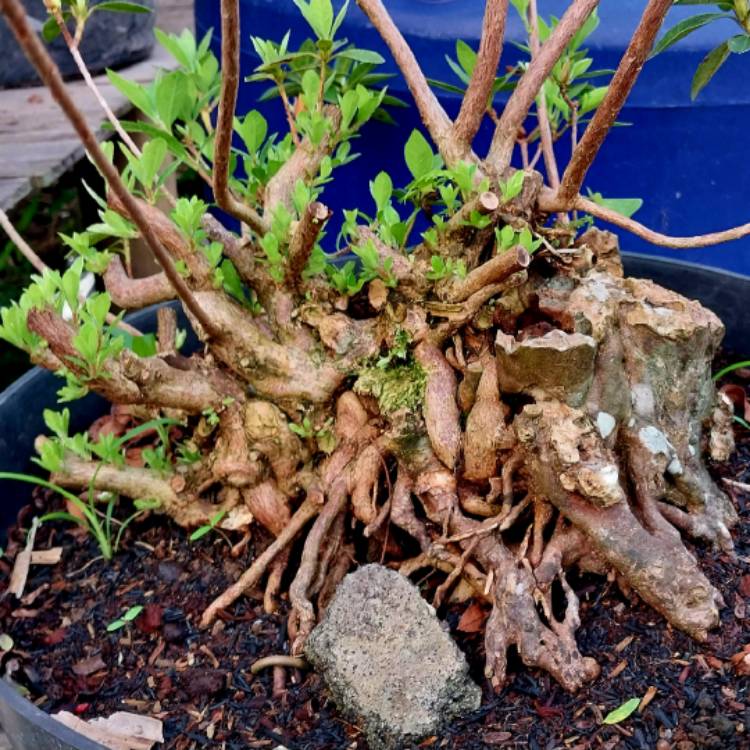 plant image 1652195