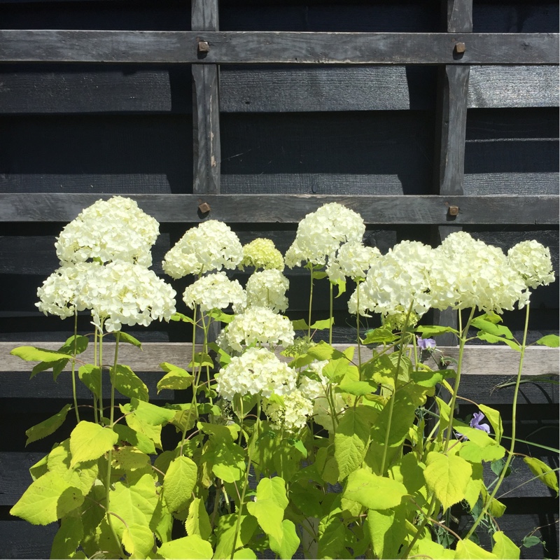 plant image 2624