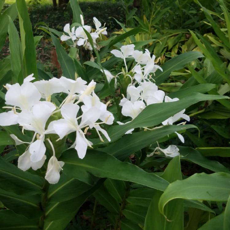 plant image 1408686