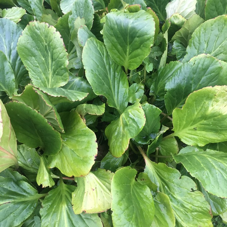 Plant image Bergenia 'Rosenkristall'