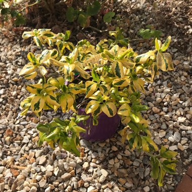 Coprosma repens 'Evening Star'