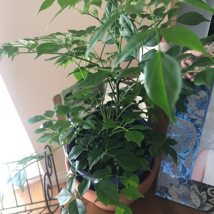 Plant image Radermachera Sinica