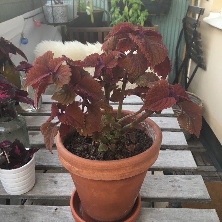 Plant image Solenostemon scutellarioides 'Marooned' (ColorBlaze Series)