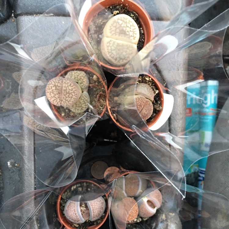 Plant image Lithops Terricolour 'Violetta'