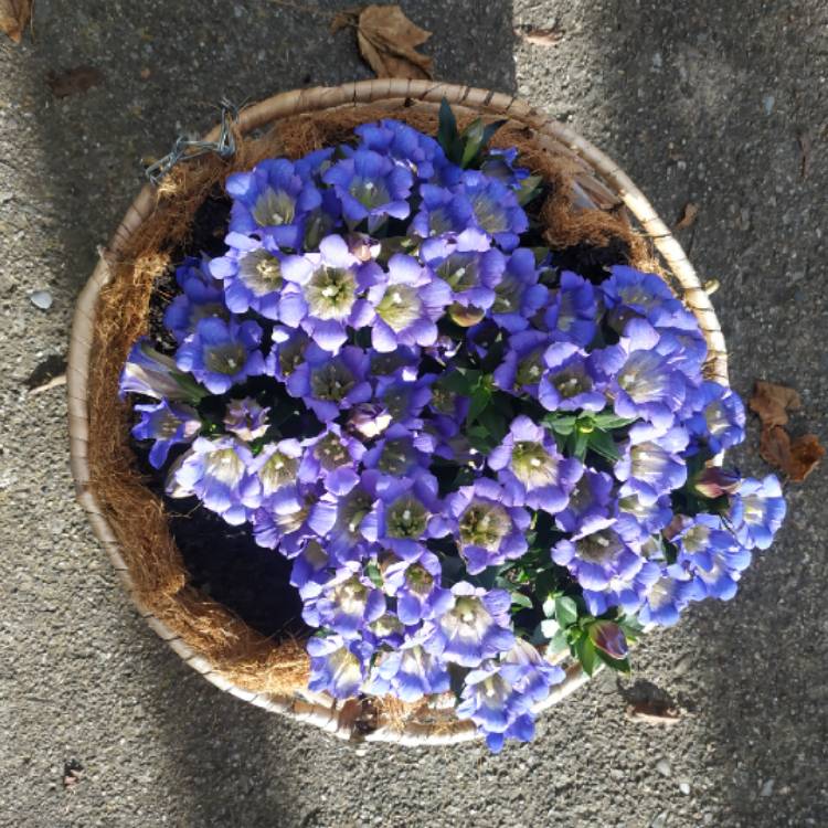 plant image 1404208