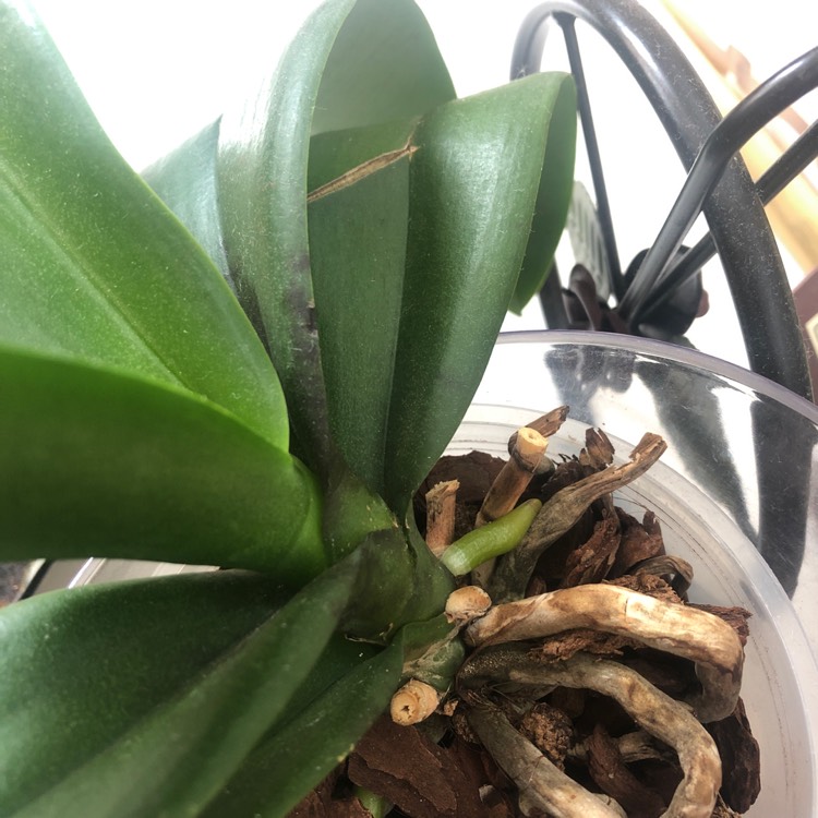 plant image 1335614