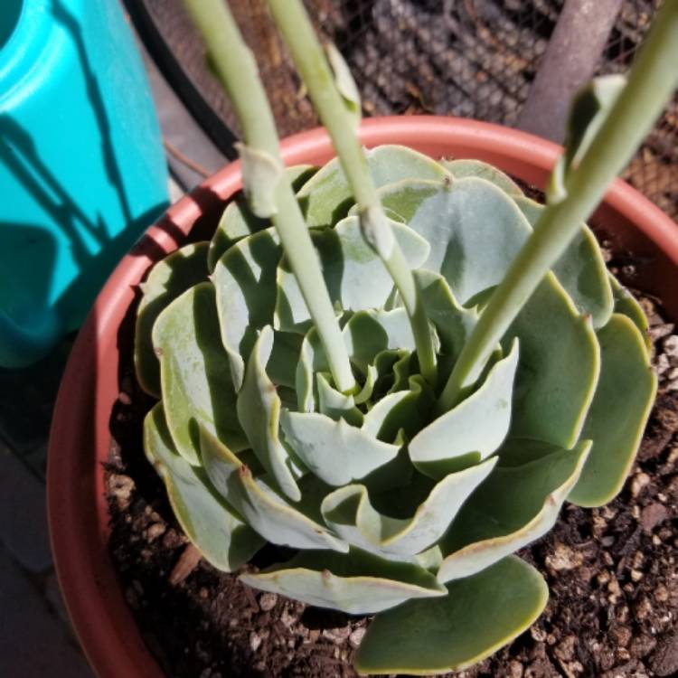 plant image 1090659