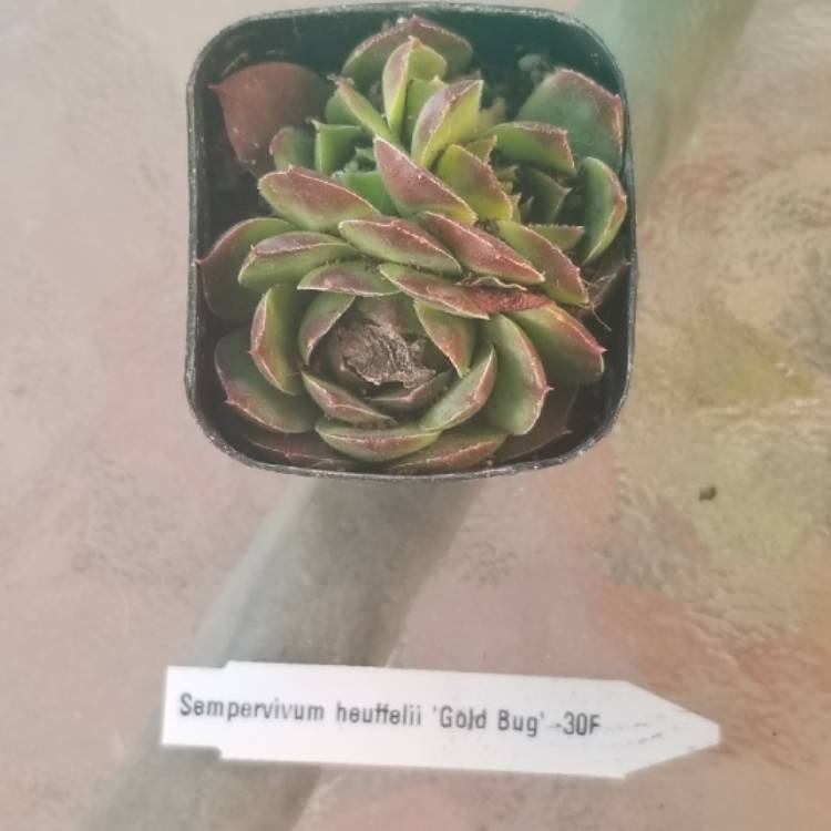 plant image 1111842