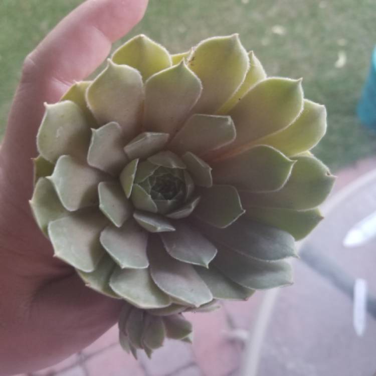 plant image 1111845