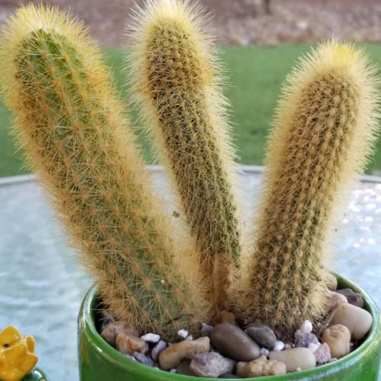 plant image 1122446