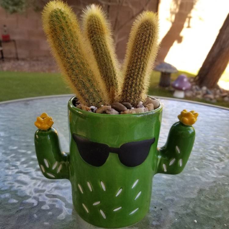 Plant image Cleistocactus winteri