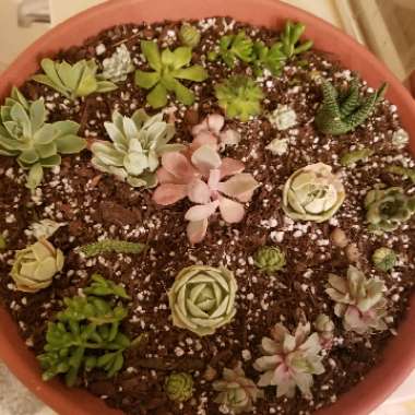 Deanna's garden